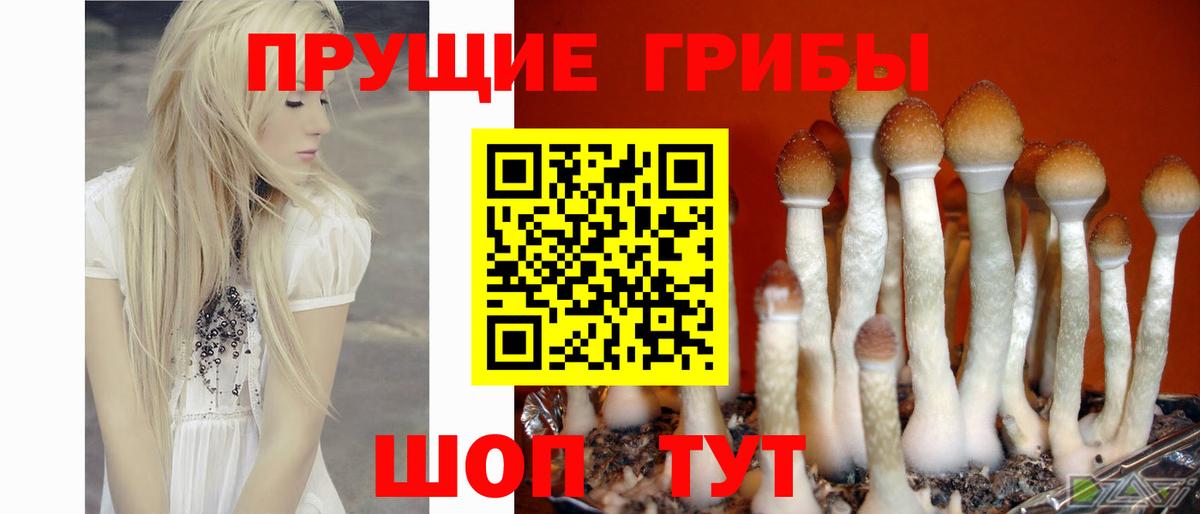 Псилоцибиновые грибы Cubensis Ангарск
